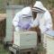 Oxálsav Méhek csepegtetési módszer